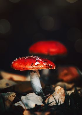 Red mushrooms