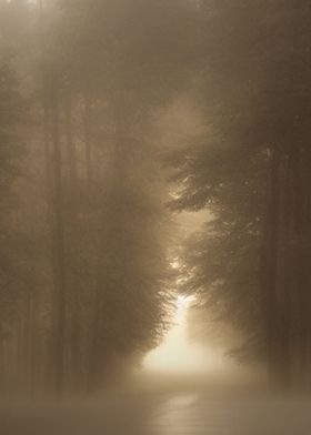 Forest mist