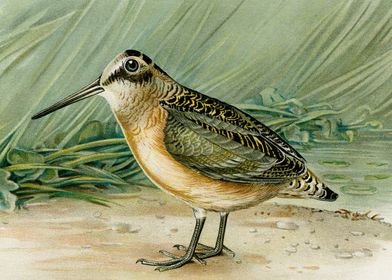 Woodcock Philohela Minor