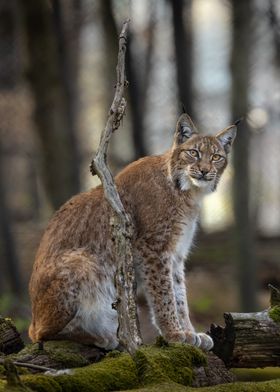 Lynx