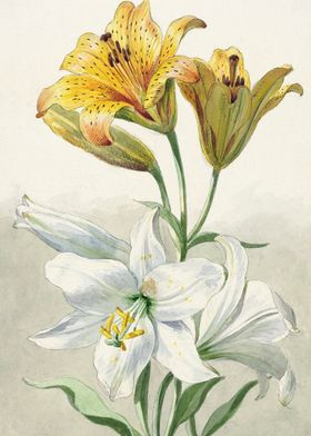 Yellow and White Lilies