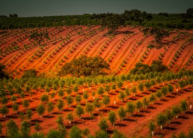 Red Fields Of Central Port