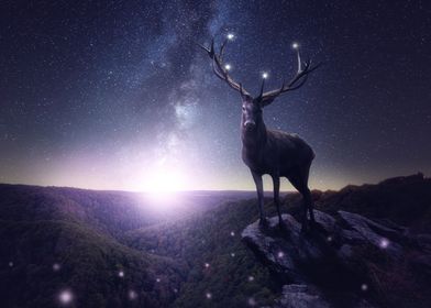 Night Deer