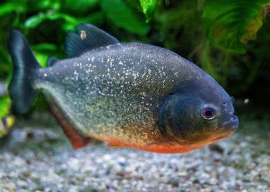 Redbellied Piranha Fish
