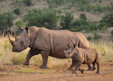 Rhino Animals Nature Wild