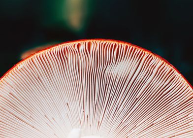 Mushroom cap