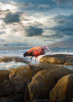 Scarlet Ibis