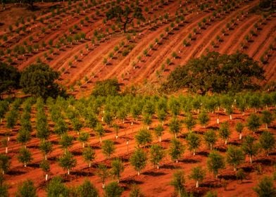 Red Fields Of Central Port