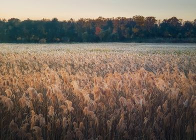 Dry reed land