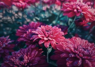 Closeup red chrysanthemum