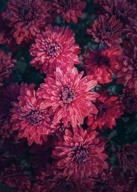 Top view red chrysanthemum