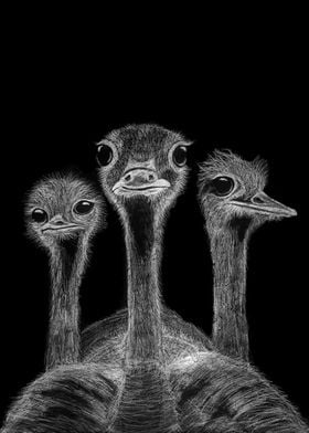 The Ostriches