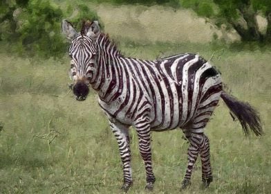 Cute zebra