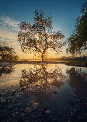 Old willow reflection