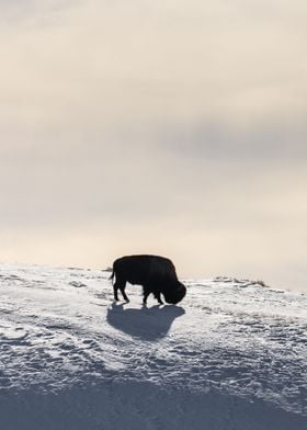 Bison on a mountain