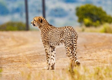 Cheetah Nature Africa Wild