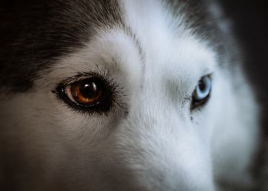 Husky eyes