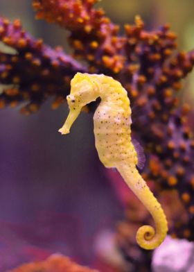 seahorse