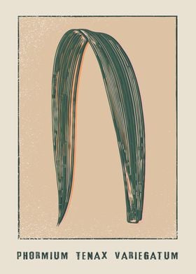 Phormium Tenax Variegatum