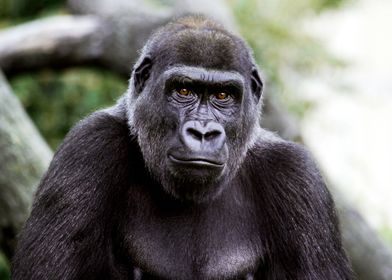 Lowland Gorilla