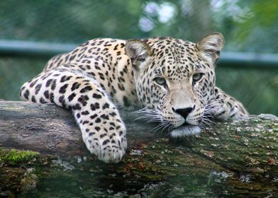 leopard