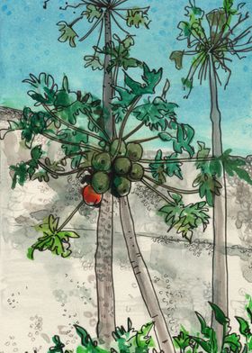Papaya Tree Sketch Drawing