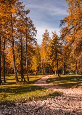 Golden Larch Forest