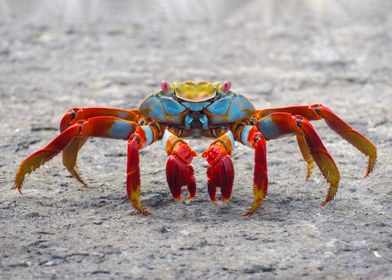 A Sally Lightfoot Crab