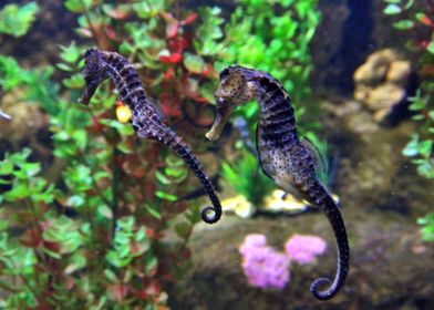 seahorse