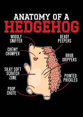 Anatomy Of A Hedgehog