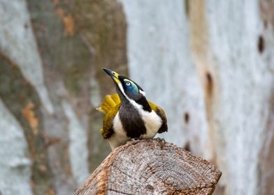 Bluefaced honeyeater