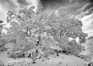 Snow Capped Oak Trees