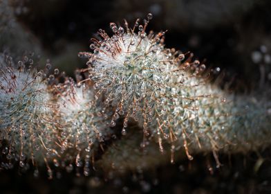 Echinocereus Cactus