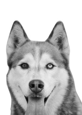 Siberian Husky