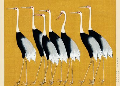 A flock of Japanese Cranes