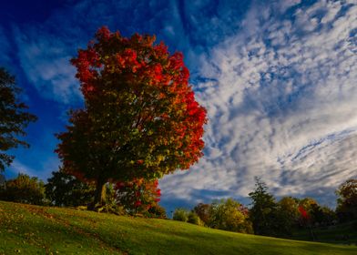 Autumn Majesty