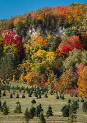 Autumn Glory