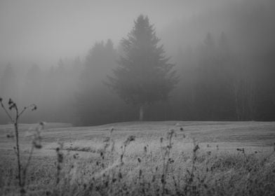 Dark Tree in the Fog