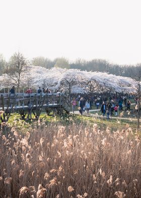 Spring Cherry Blossom Park