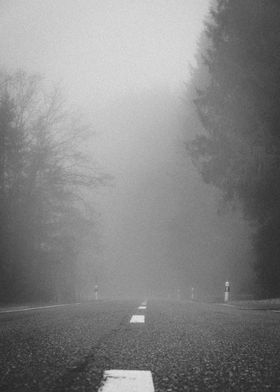 Foggy Forest Road