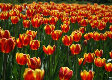 orange yellow tulips