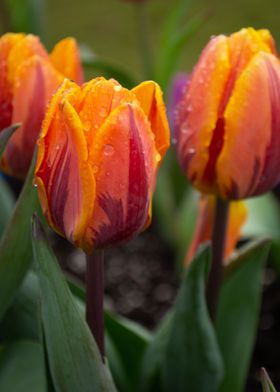 tulip flower