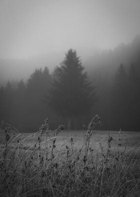 Dark Tree in the Fog