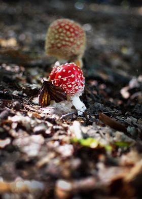 Toadstool in Autumn Forest
