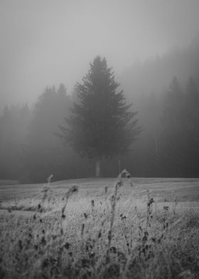 Dark Tree in the Fog