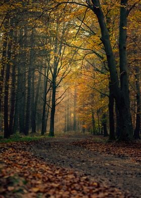 Autumn trees, forest,alley