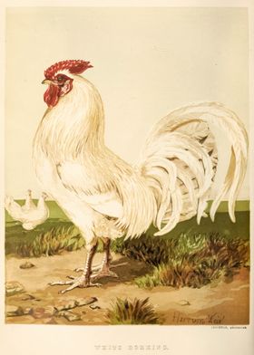 Vintage White Chicken