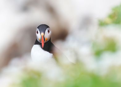 Puffin from Saltee Islands