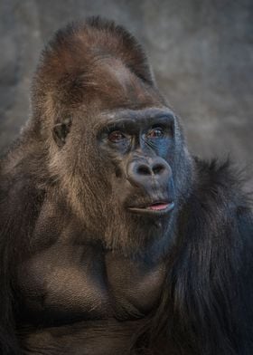 Silverback stare