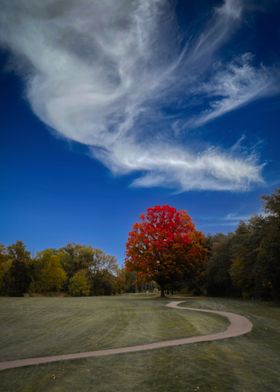 Red Maple